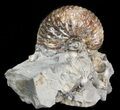 Hoploscaphites Ammonite Fossil - Montana #44039-1